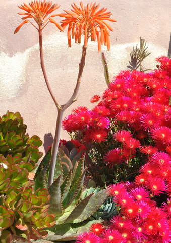 Aloe Saponaria, superb ground cover or specimen plant for any dry spanish garden